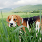 beagle in grass