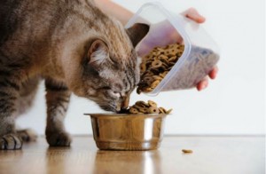 cat_eating_too_much_from_full_bowl_web