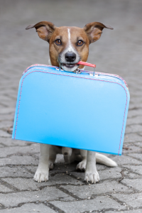 Dog with suitcase
