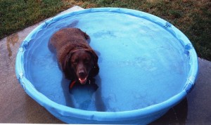 Summer Dangers for Pets - Pool