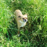Dogwai in tall grasses