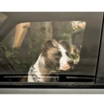 summer dangers for pets - hot car