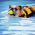 dog swimming with ball