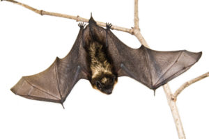 closeup of small brown bat sitting on branch over white