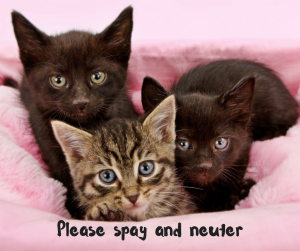 Please spay and neuter cat photo